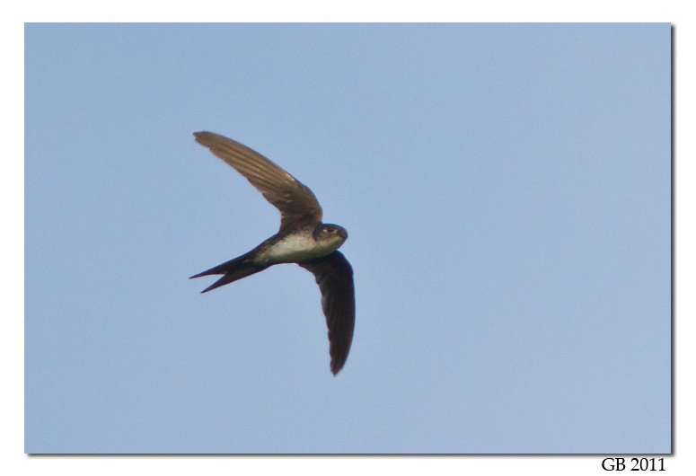 NEOTROPICAL PALM SWIFT